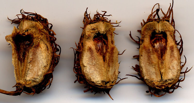 D&eacute;hiscence septicide du fruit de Ricin